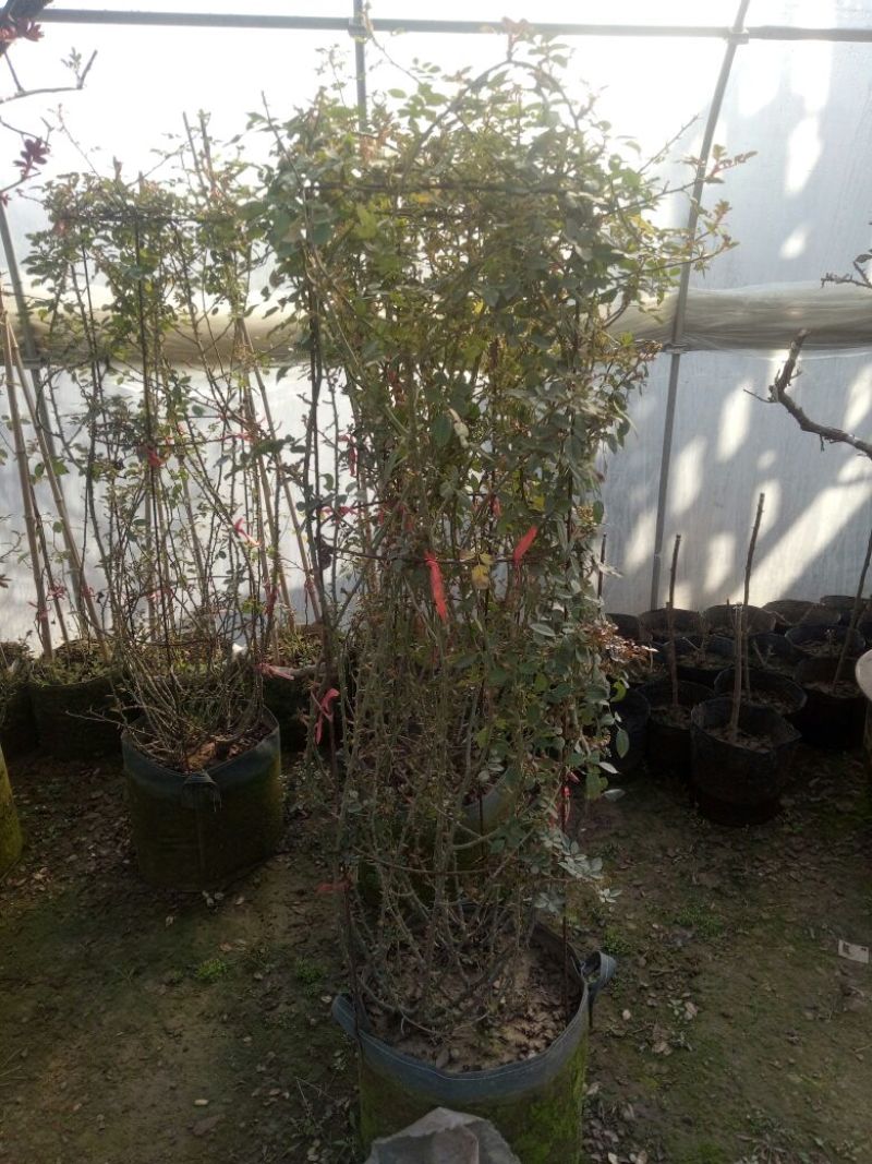 树状月季80cm以上