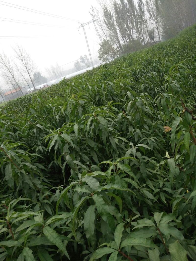 桃树苗70~80cm苗木品种齐全量大价优欢迎咨询