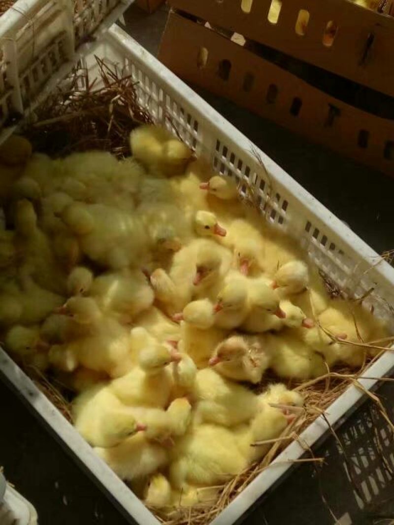 鹅苗250g以下