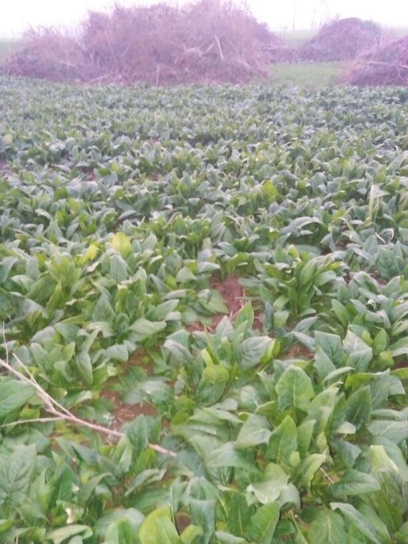 大叶菠菜15~20厘米
