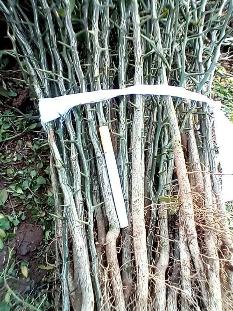 枸橘树51~80cm
