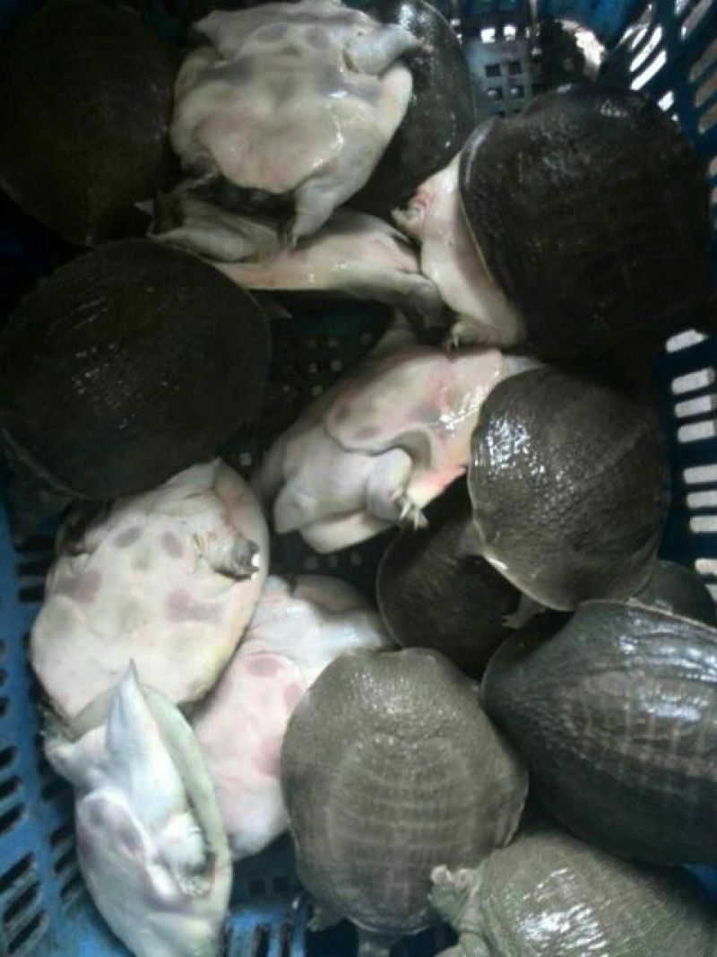 甲鱼苗鱼苗