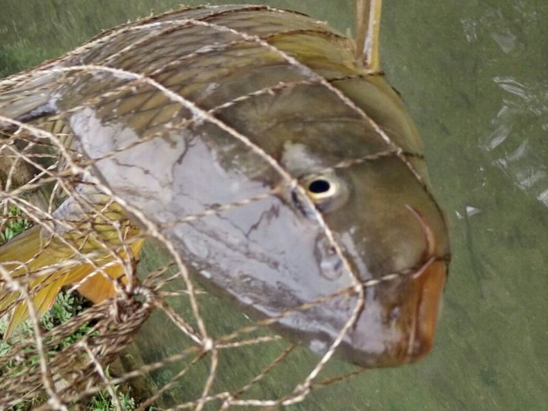 河鲤鱼食用1~2公斤