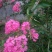 红花紫薇2~4cm1.5~2米1~2米