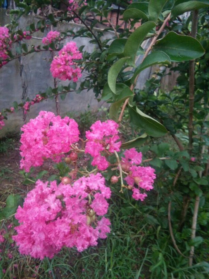 红花紫薇2~4cm1.5~2米1~2米