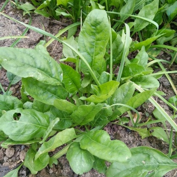 大叶菠菜15~20厘米
