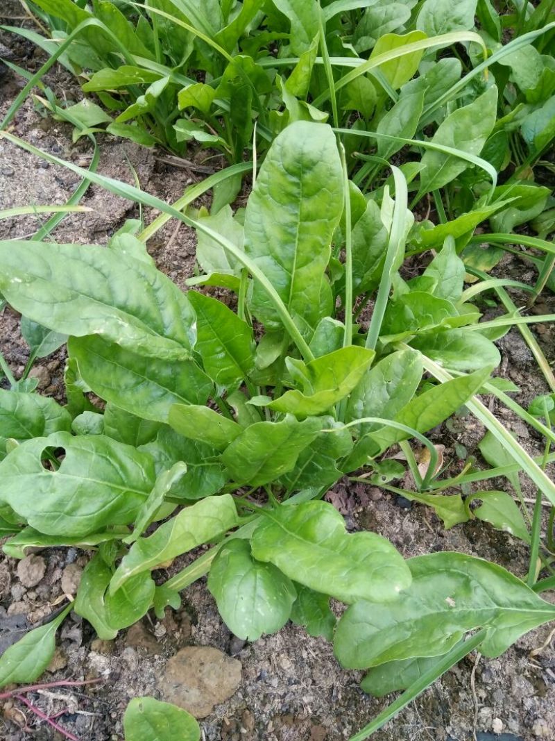 大叶菠菜15~20厘米