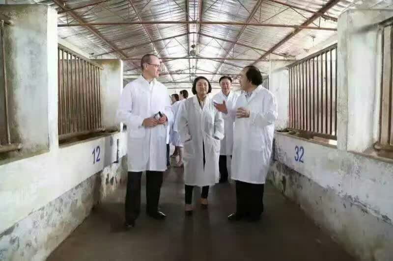 江西鲁西黄牛西门塔尔3~5个月的改良肉牛牛犊养殖基地