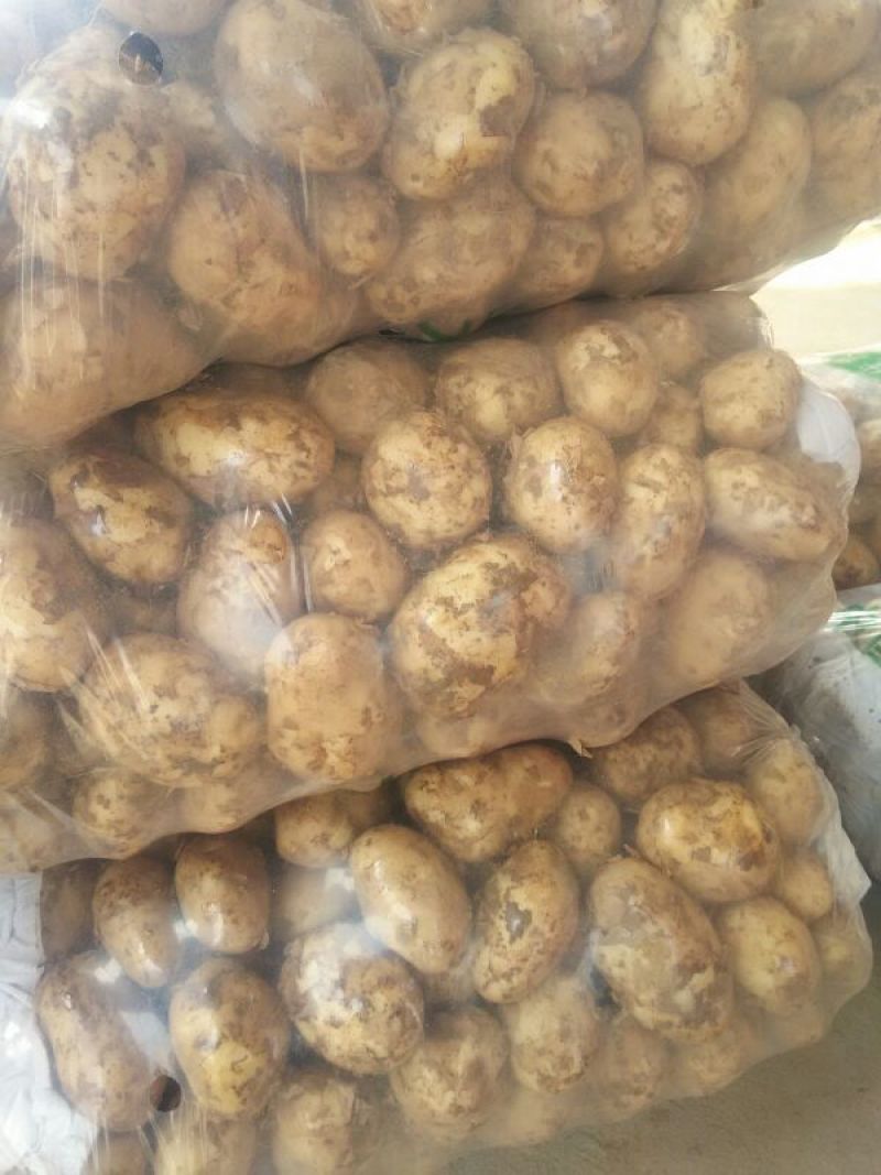 土豆实验一号3两以上黄心黄皮保质保量欢迎老板咨询