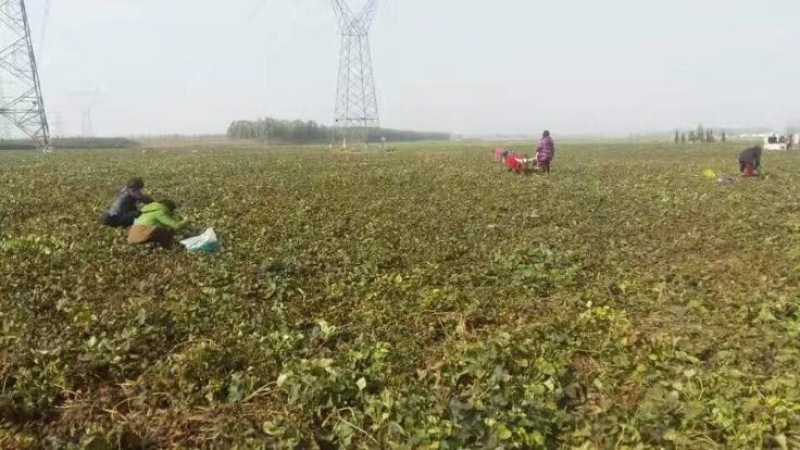 红薯淀粉
