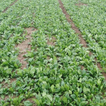 大叶菠菜
