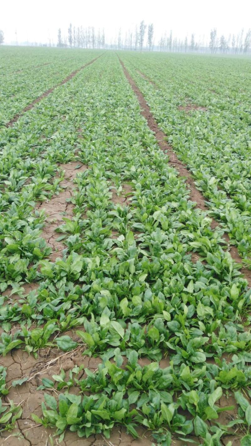 大叶菠菜