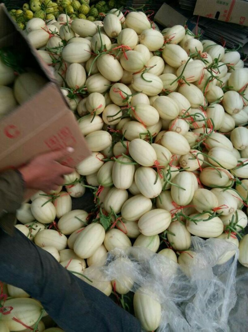 东方蜜1号甜瓜产地直供，货量大