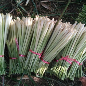 香茅，泰国香茅，柠檬香茅，越南香茅，基地