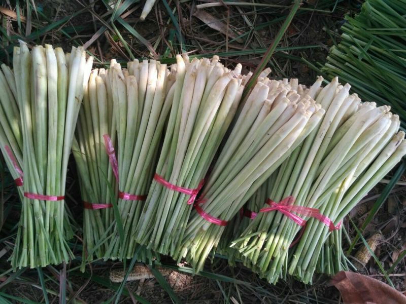 香茅，泰国香茅，柠檬香茅，越南香茅，基地