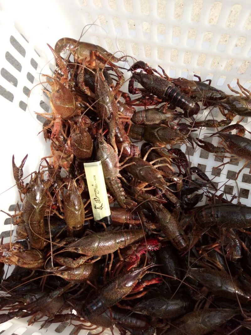 小龙虾潜江小龙虾678大青肉质饱满整件包邮