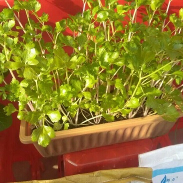 大叶香菜