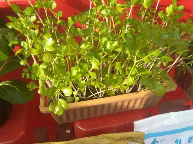 大叶香菜