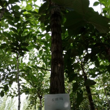 小叶白蜡树2~4cm4~6cm