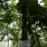 小叶白蜡树2~4cm4~6cm
