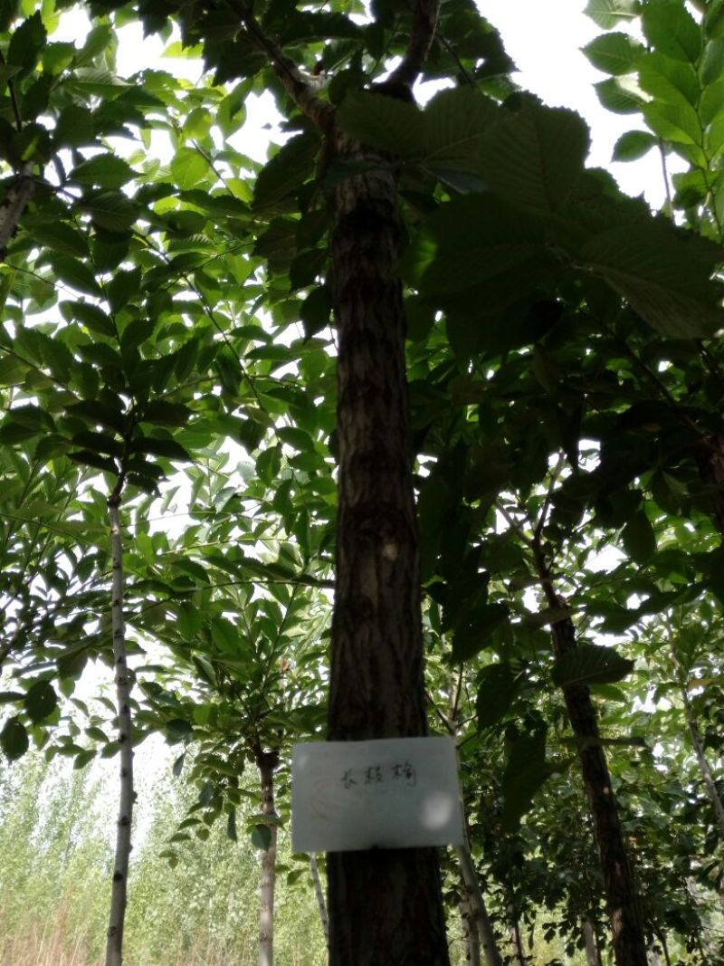 小叶白蜡树2~4cm4~6cm