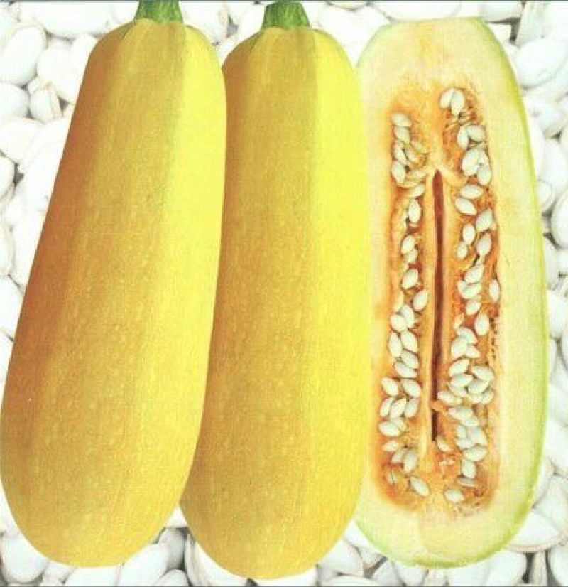 西葫芦籽