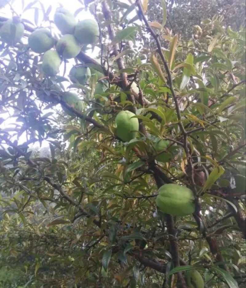 酸木瓜