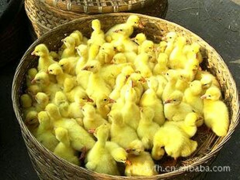 狮头鹅苗250g