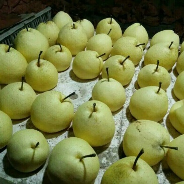 酥梨200~250g纸袋