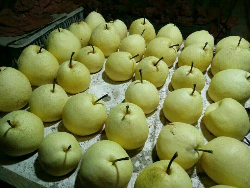 酥梨200~250g纸袋