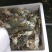 螃蟹食用雌蟹