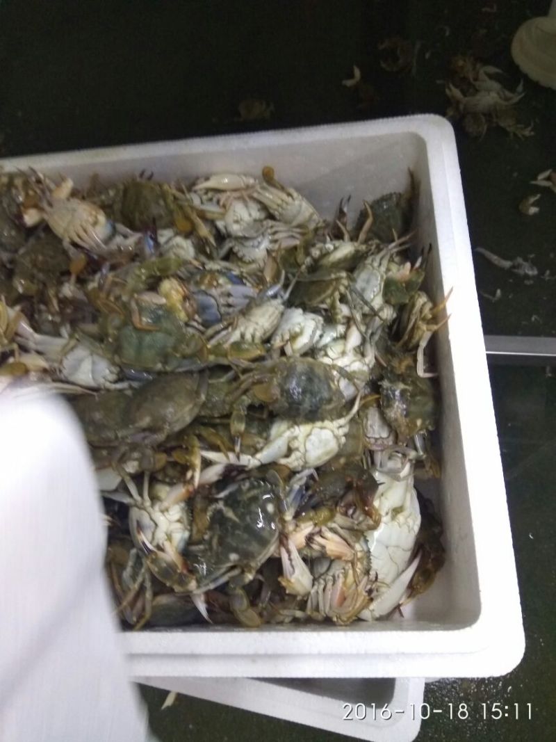 螃蟹食用雌蟹