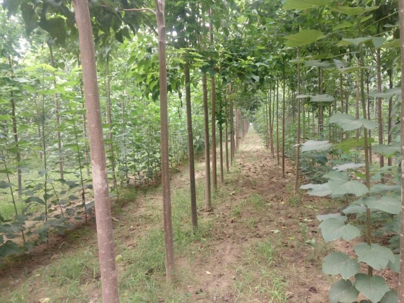 楸树苗10cm以下