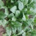 黑叶菠菜10~15厘米
