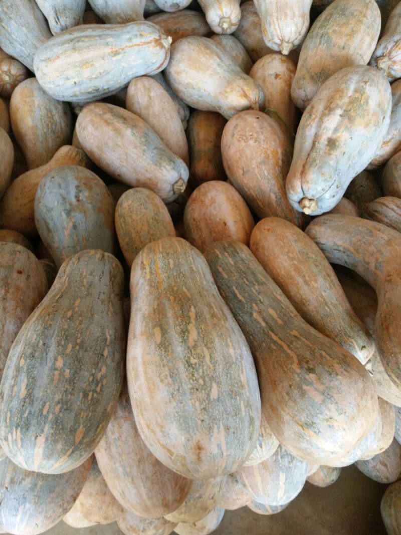 金韩蜜本南瓜3~4斤以上长条形