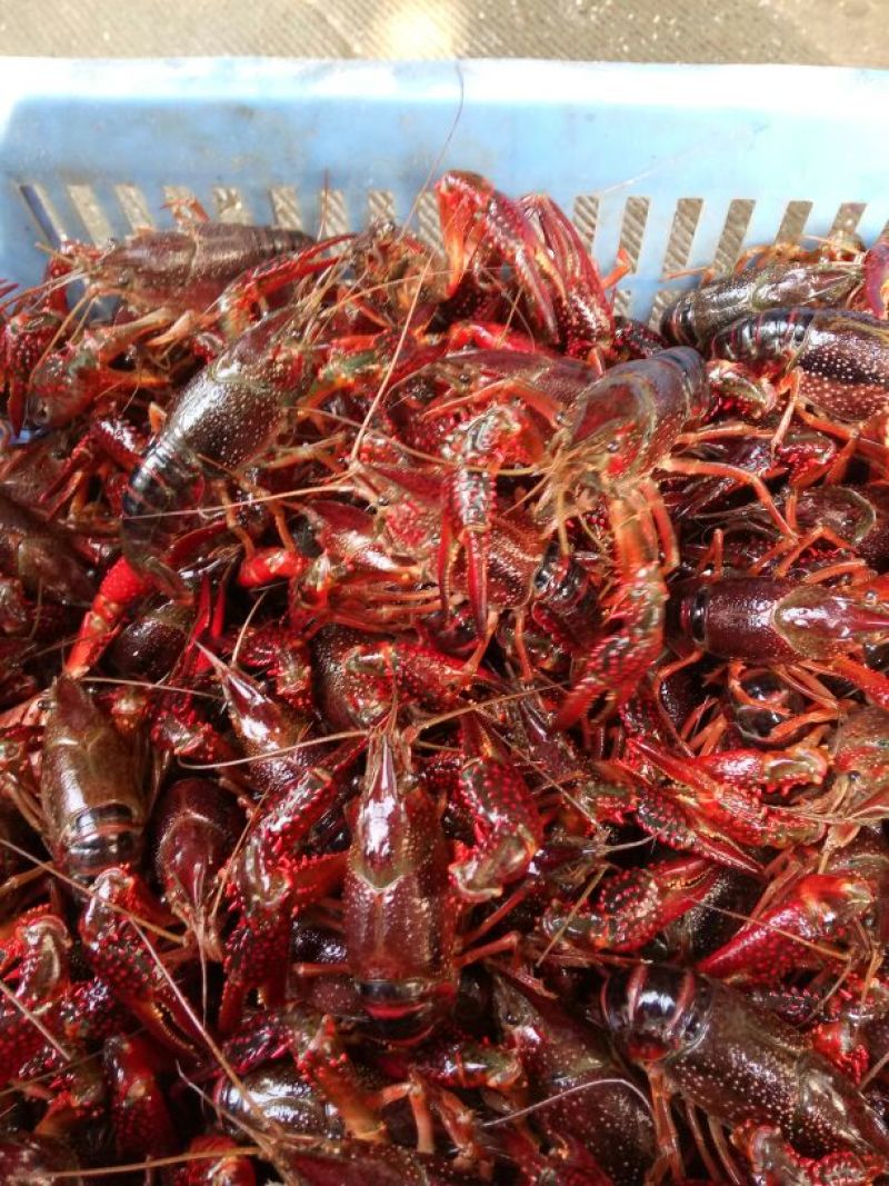 小龙虾食用6~8钱活虾
