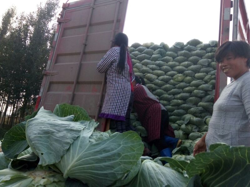 供应山东菏泽京丰甘蓝，包菜，平包供应经纪人一手货源，