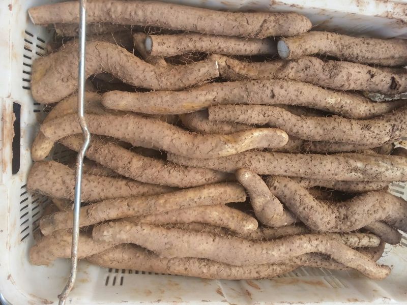 牛尾山药3~4厘米30~40厘米二级