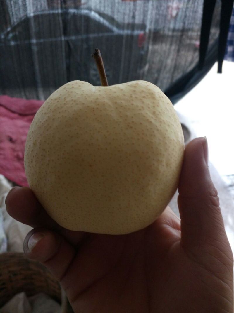 酥梨300~350g纸袋