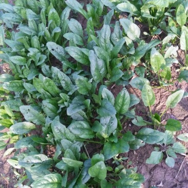 菠菜25~30厘米
