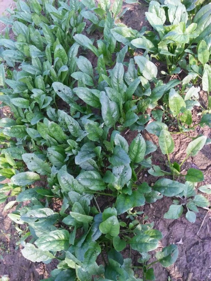 菠菜20~25厘米