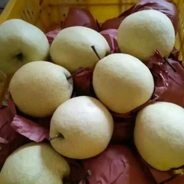 冰糖蜜梨250~300g纸箱