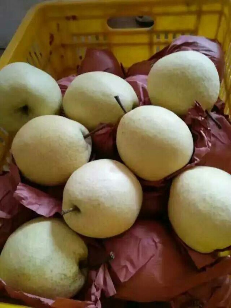 冰糖蜜梨250~300g纸箱