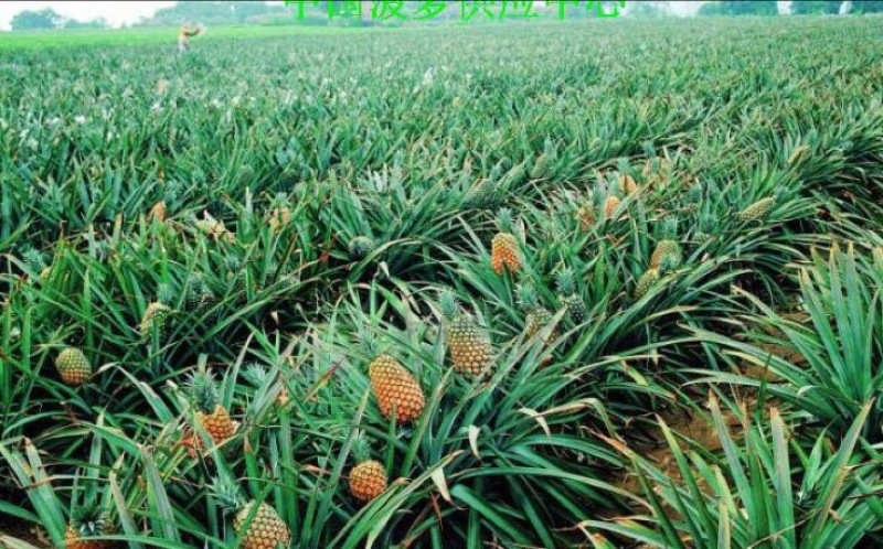 金钻十七号凤梨2.5~3斤