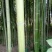绿竹8~9m