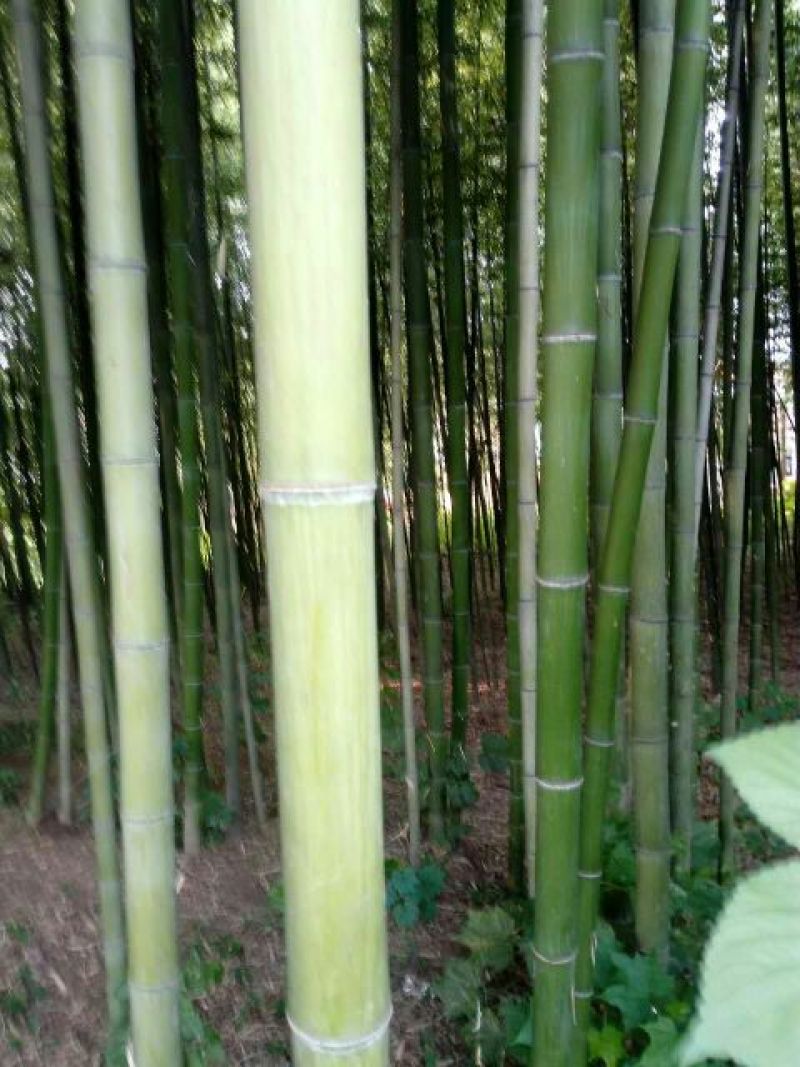 绿竹8~9m