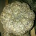 金瓜茶一级
