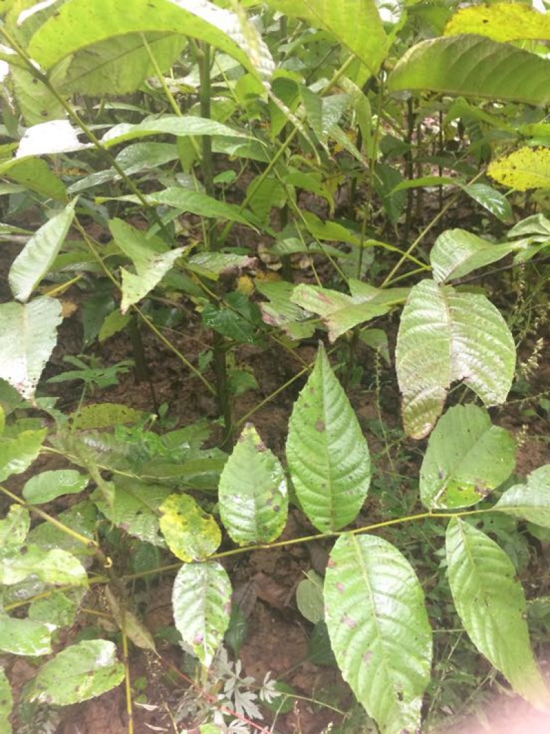 核桃树