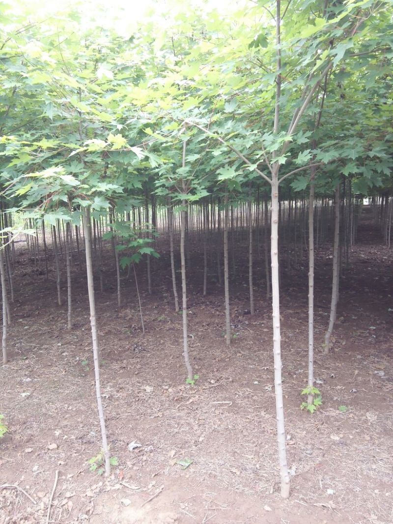 美国红枫141~170cm