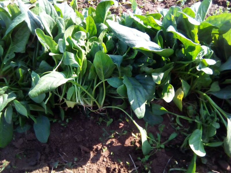 越冬菠菜15~20厘米
